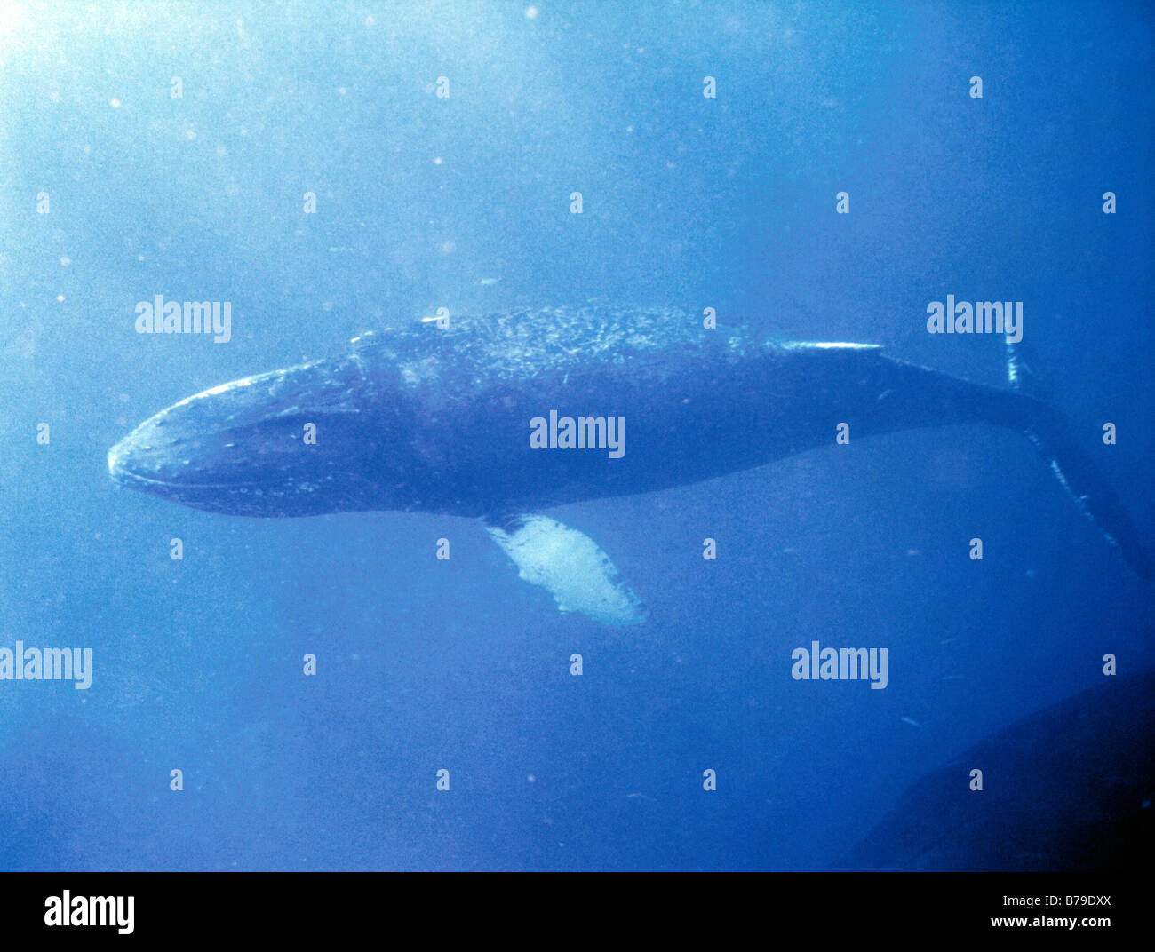 Baleine à bosse, sous l'eau Banque D'Images