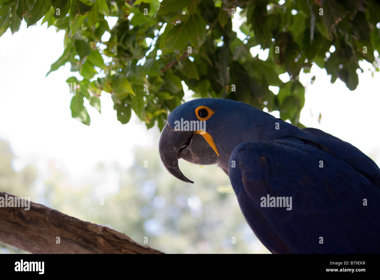 Parrot Jacinthe bleu Banque D'Images