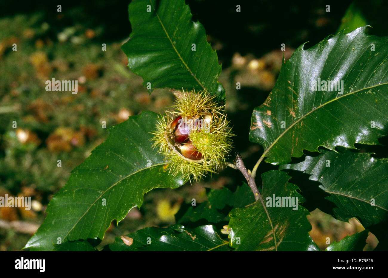 Sweet chestnut Castanea Sativa Fagaceae Kew Gardens Surrey Banque D'Images