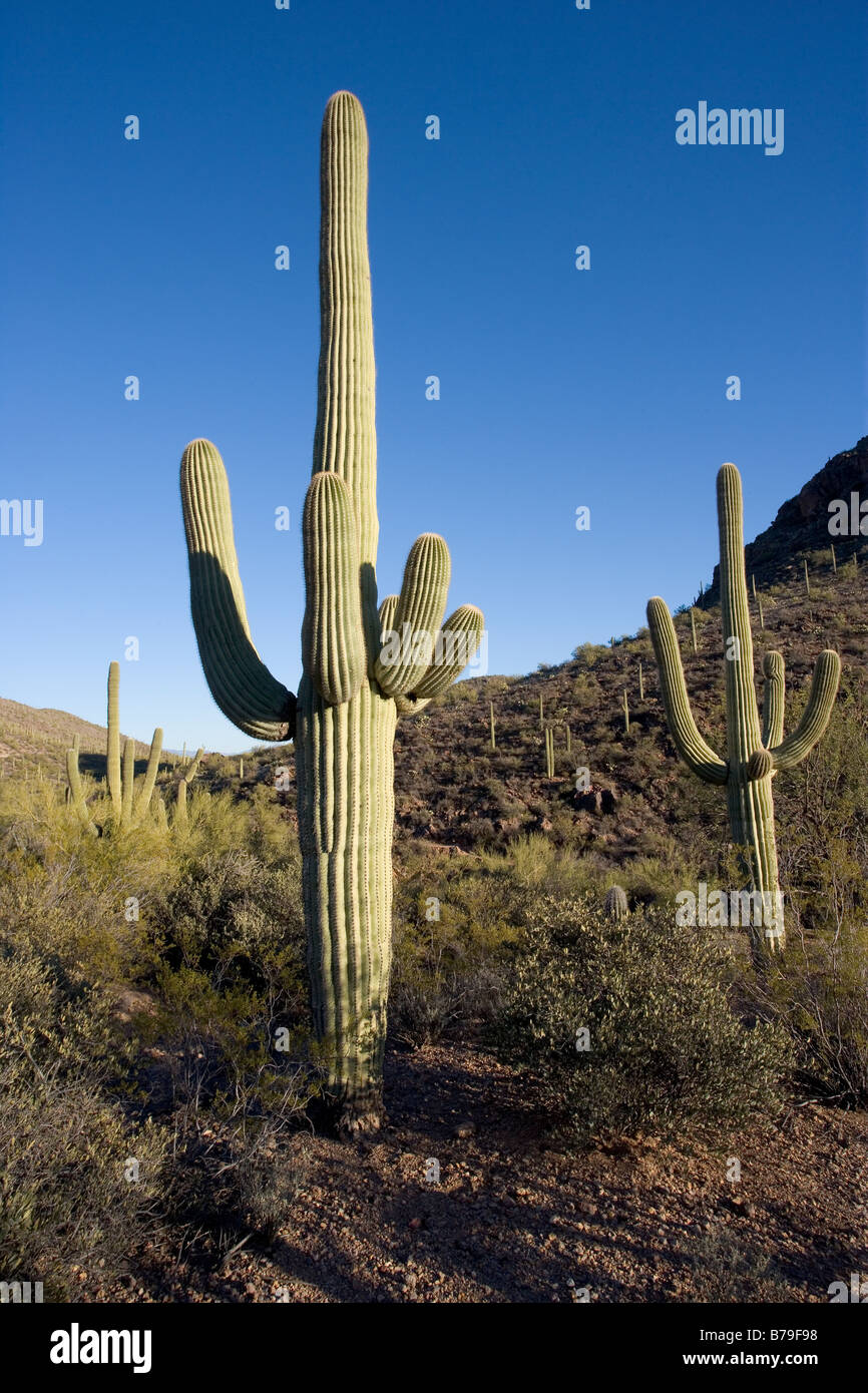 Maturité 2 saguaro cactus trouvés dans l'ouest de Saguaro National Park à Tucson en Arizona Banque D'Images