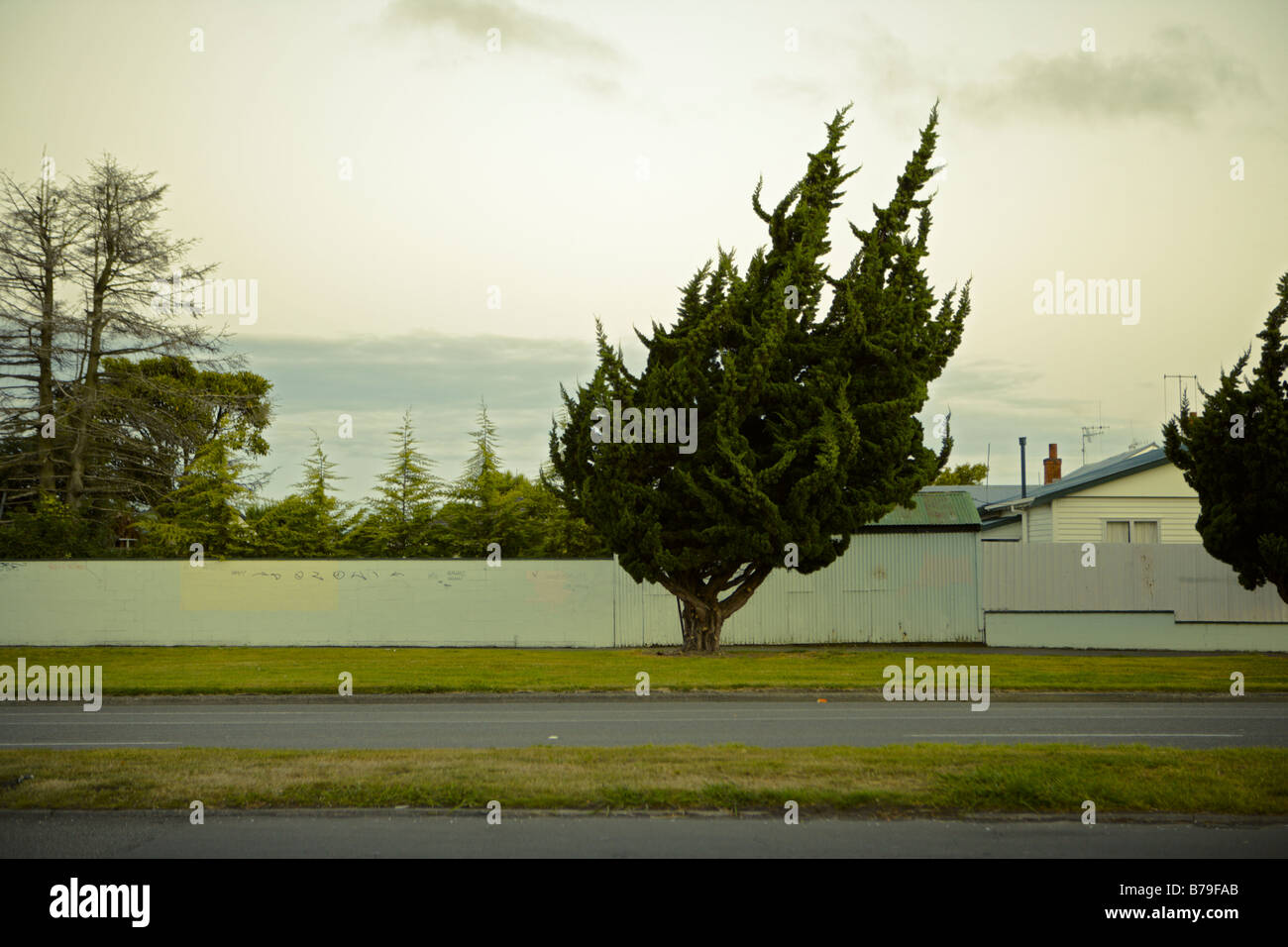 Paysage urbain Palmerston North Nouvelle Zélande arbre balayé par Banque D'Images