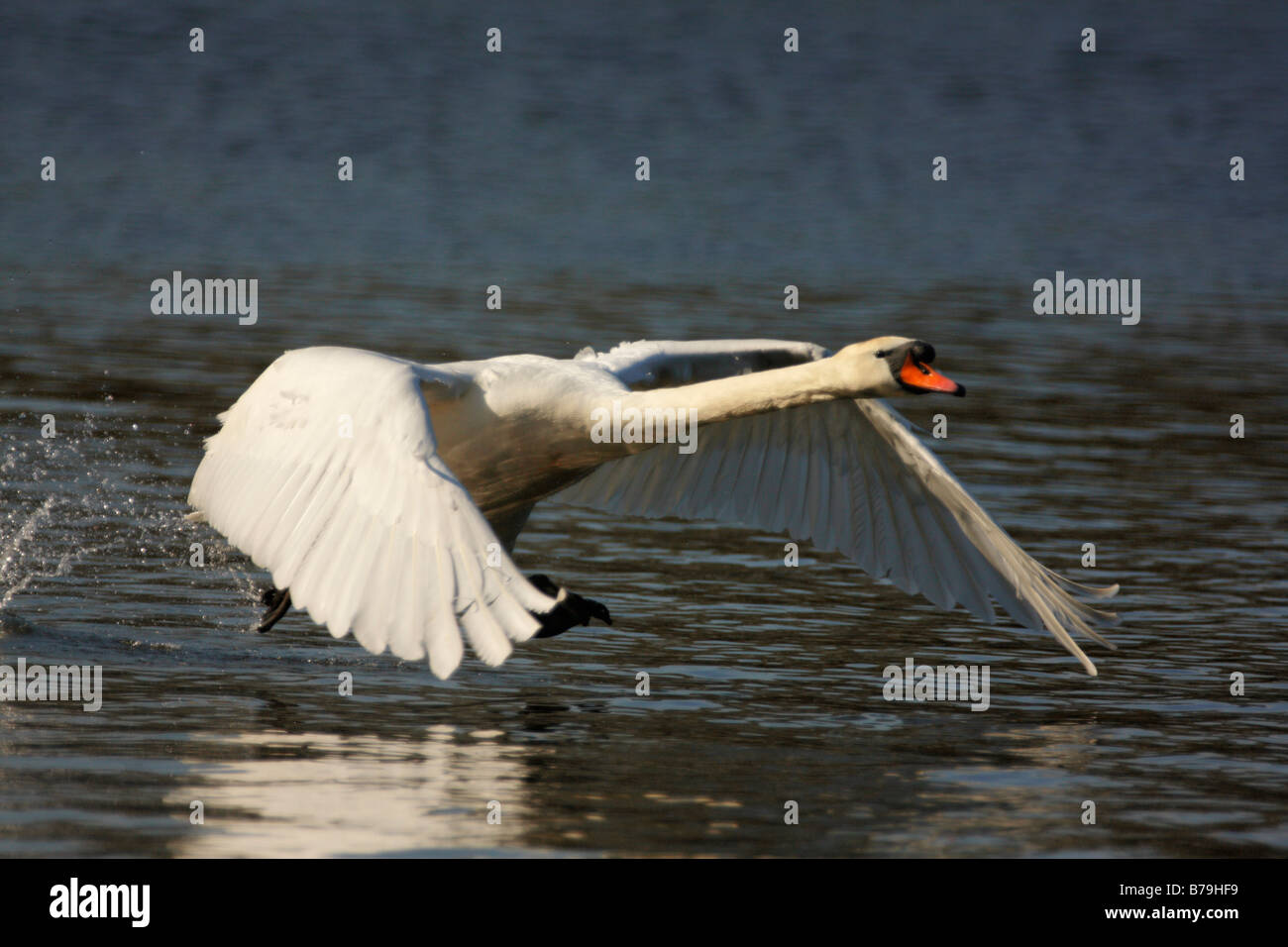 Cygne muet, Cygnus olor, en vol Banque D'Images