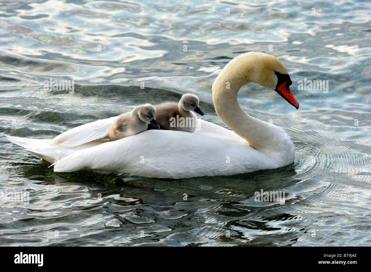 Cygne muet avec deux poussins sur son dos Banque D'Images