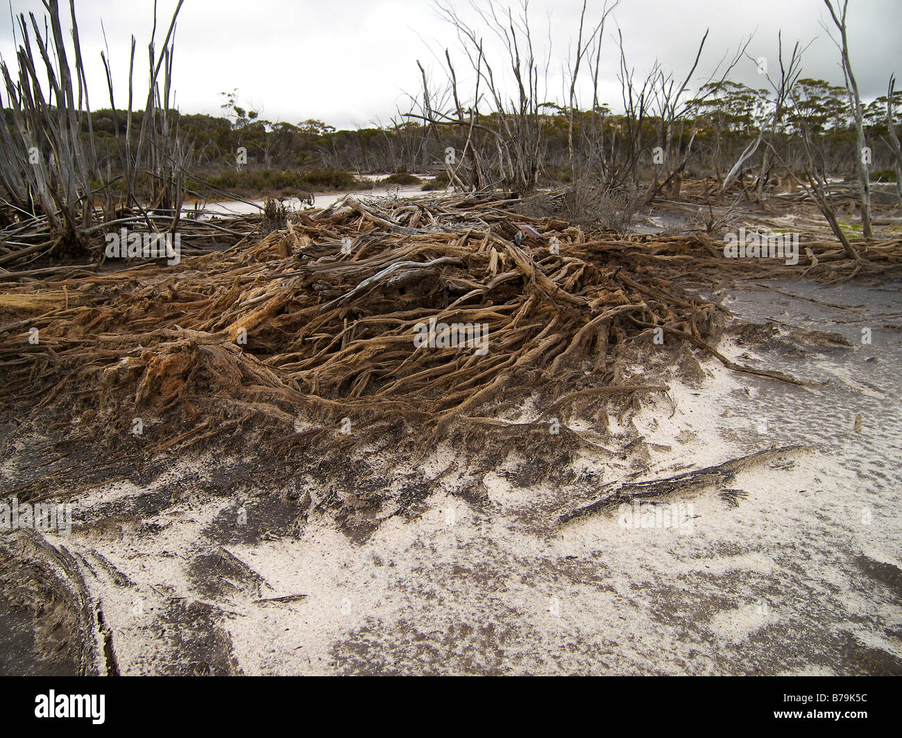 Le bois mort causée par le lessivage du sel dans la terre Banque D'Images
