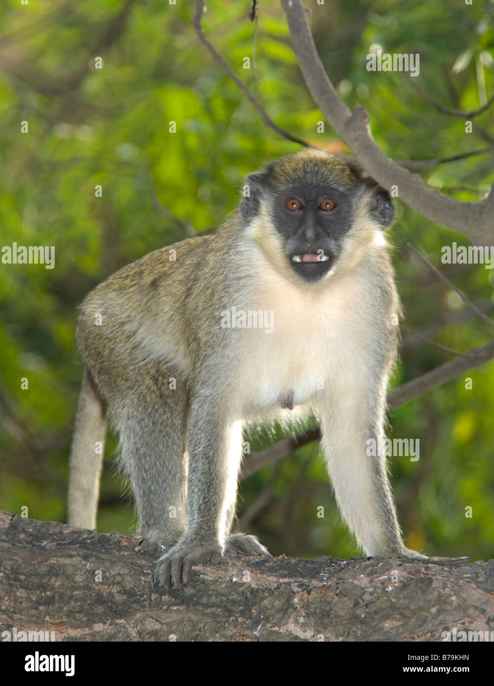 Callithrix monkey green monkey singe Cercopithecus sabaeus Banque D'Images