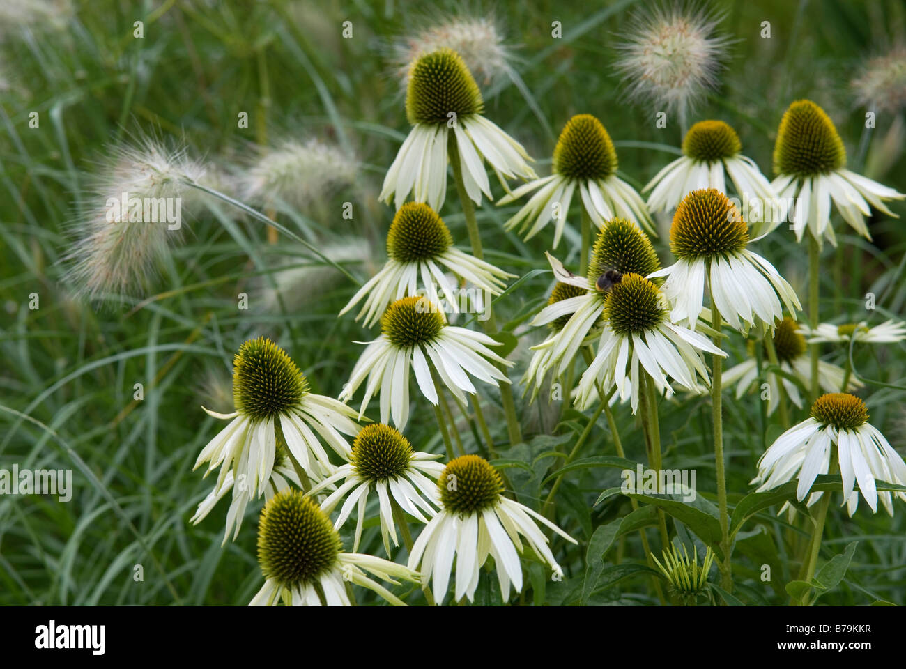 ECHINACEA PURPUREA WHITE SWAN SOUTENU PAR PENNISETUM VILLOSUM CREAM FALLS Banque D'Images