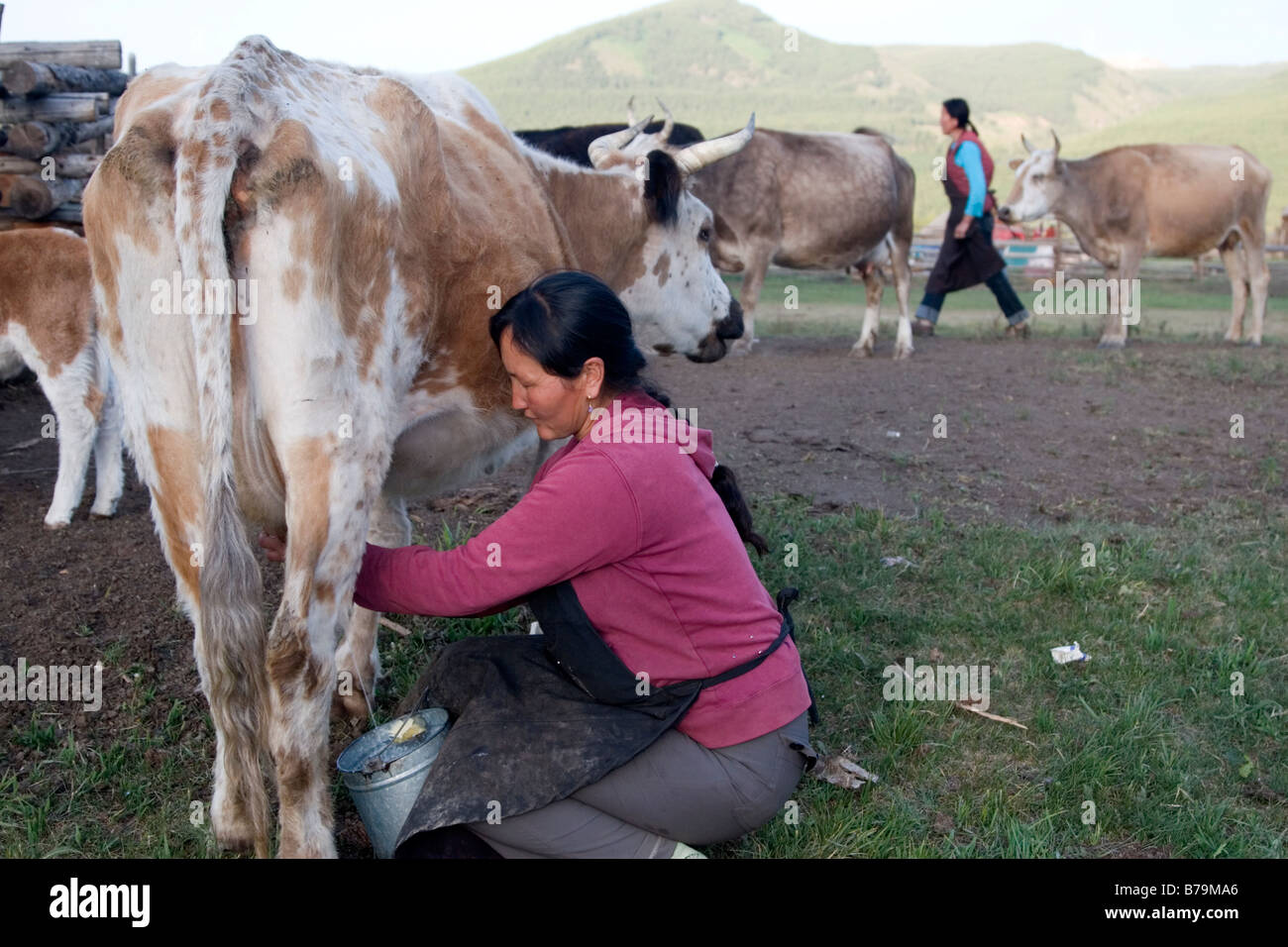 Tuwa traire sa vache femme en Kanas dans le Xinjiang en Chine. Banque D'Images