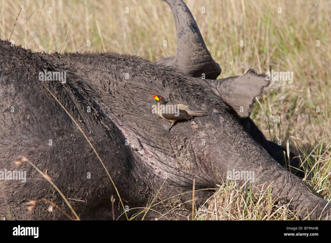 Bec jaune sur oxpecker Buffle africain sur les plaines de savane du nord Kenya réserve Masai Mara Banque D'Images