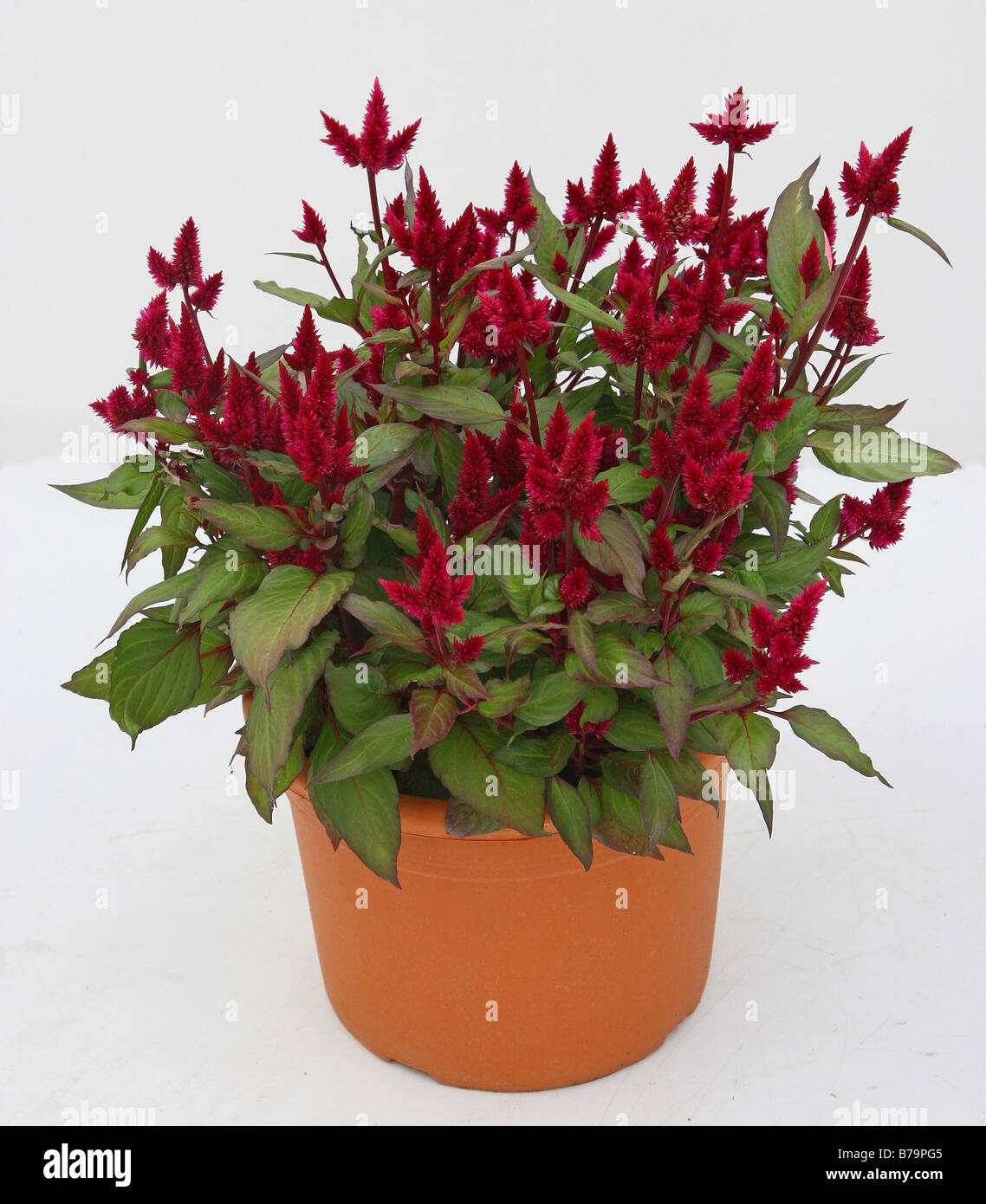 Celosia argentea plumosa rouge Banque D'Images