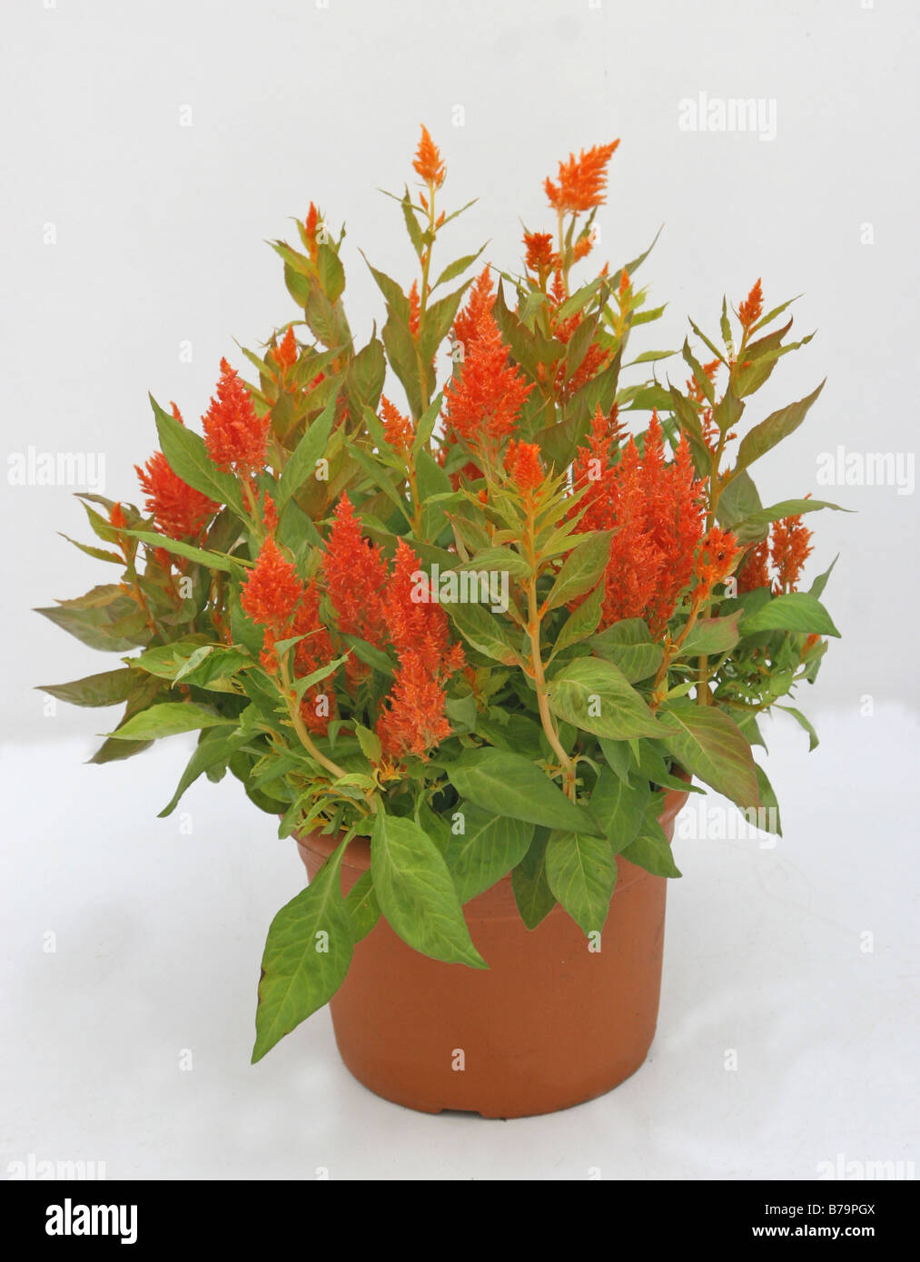 Celosia argentea plumosa rouge Banque D'Images