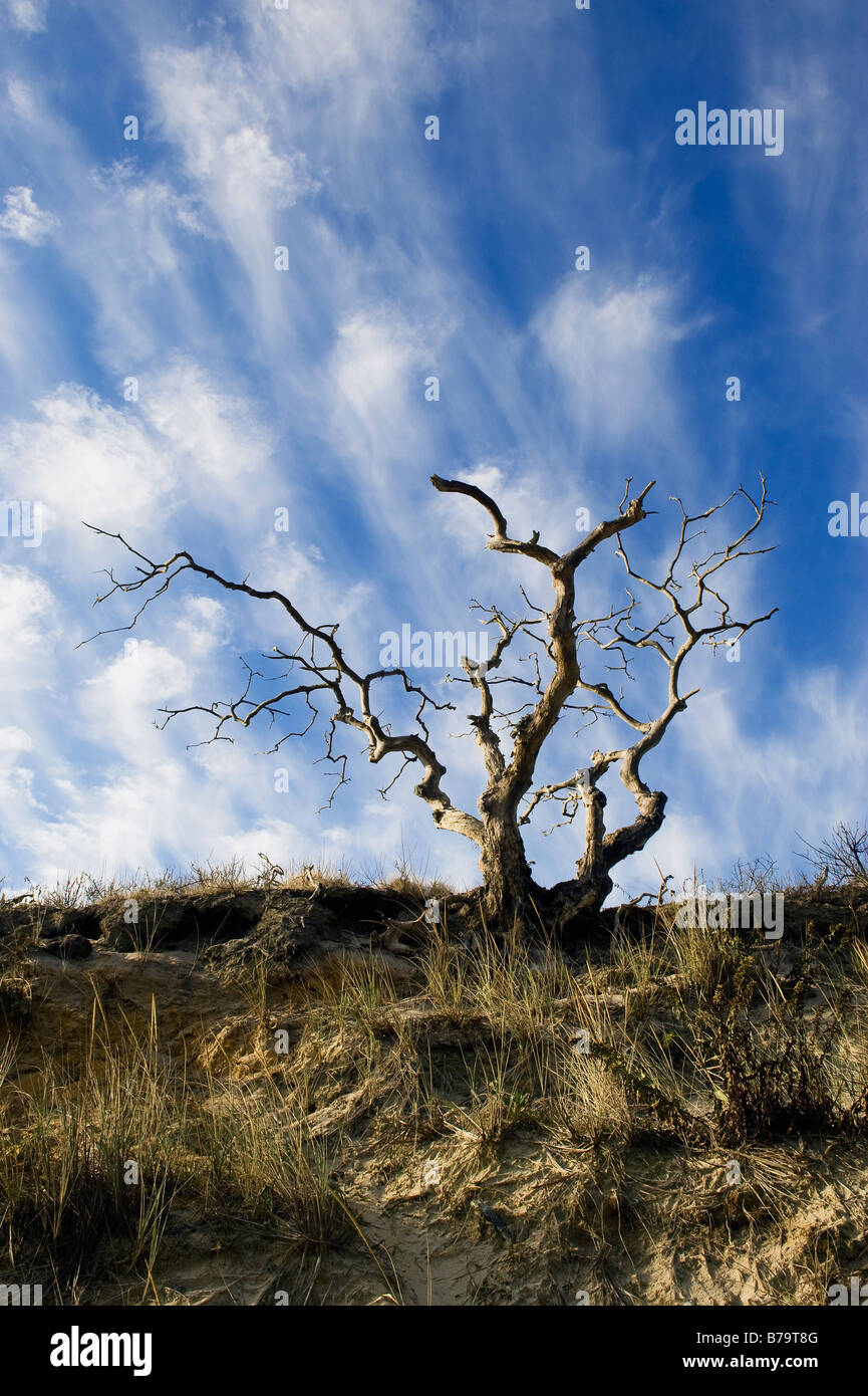 Chef de Meadow Beach, Truro, Cape Cod, MA Banque D'Images