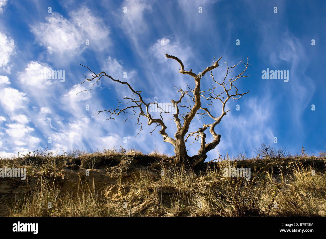 Chef de Meadow Beach, Truro, Cape Cod, MA Banque D'Images