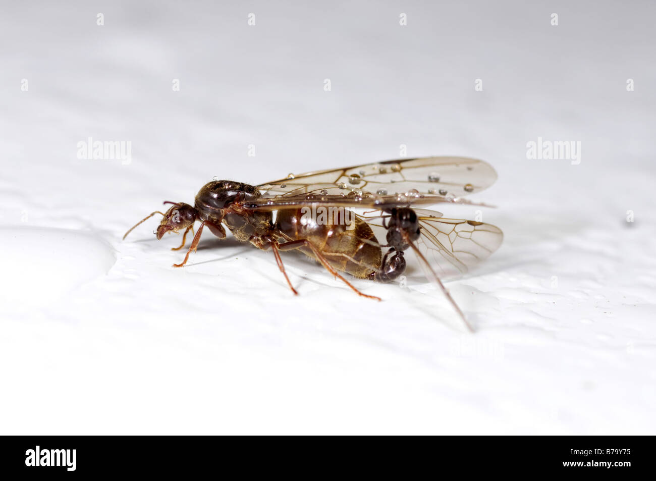 Les fourmis ailées mâles et femelles Photo Stock - Alamy