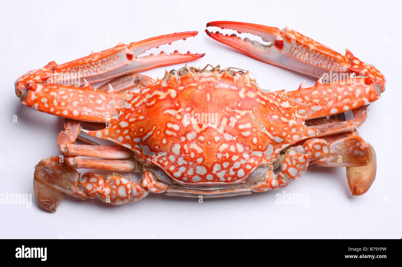 crabe Banque D'Images
