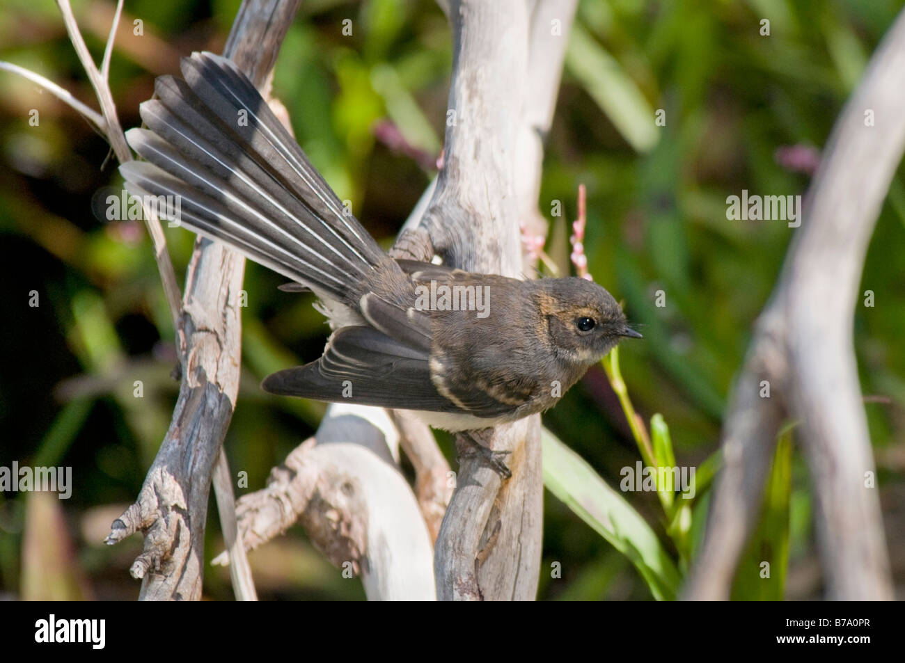 Le Fantail Grey, jeune mâle 'Rhipidura fuliginosa' Banque D'Images