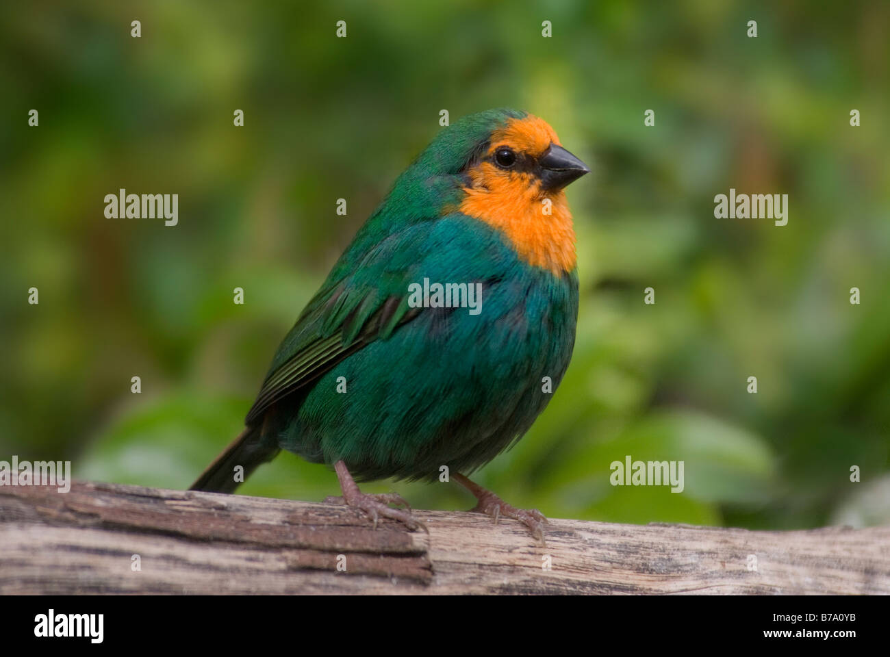 Perroquet à gorge jaune-Finch, homme 'Erythrura psittacea' Banque D'Images