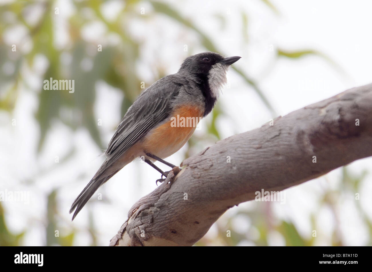 Le Whistler, homme 'Pachycephala rufiventris' Banque D'Images