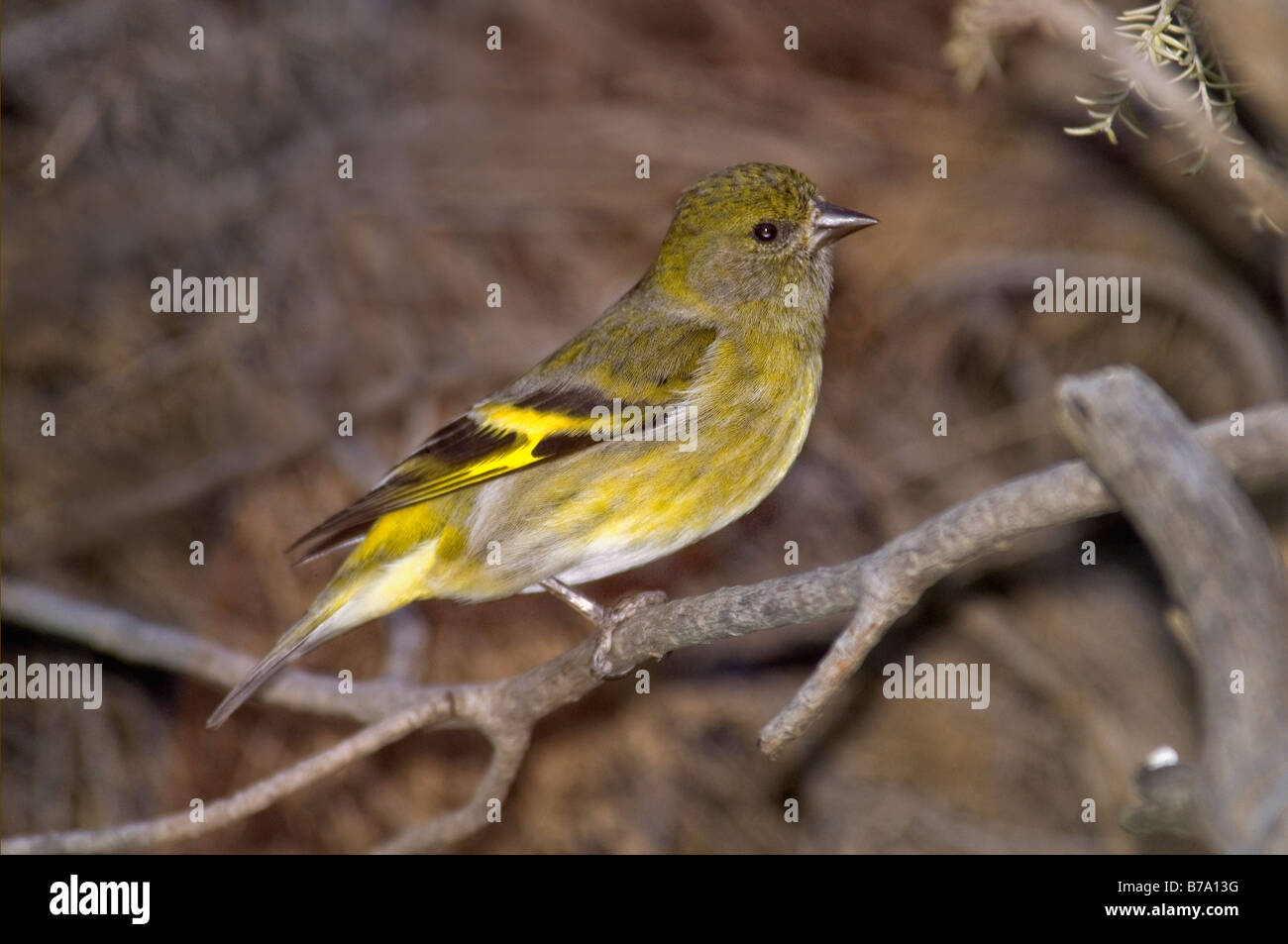 La Hooded Siskin Carduelis Finch, femme "magellanica' Banque D'Images