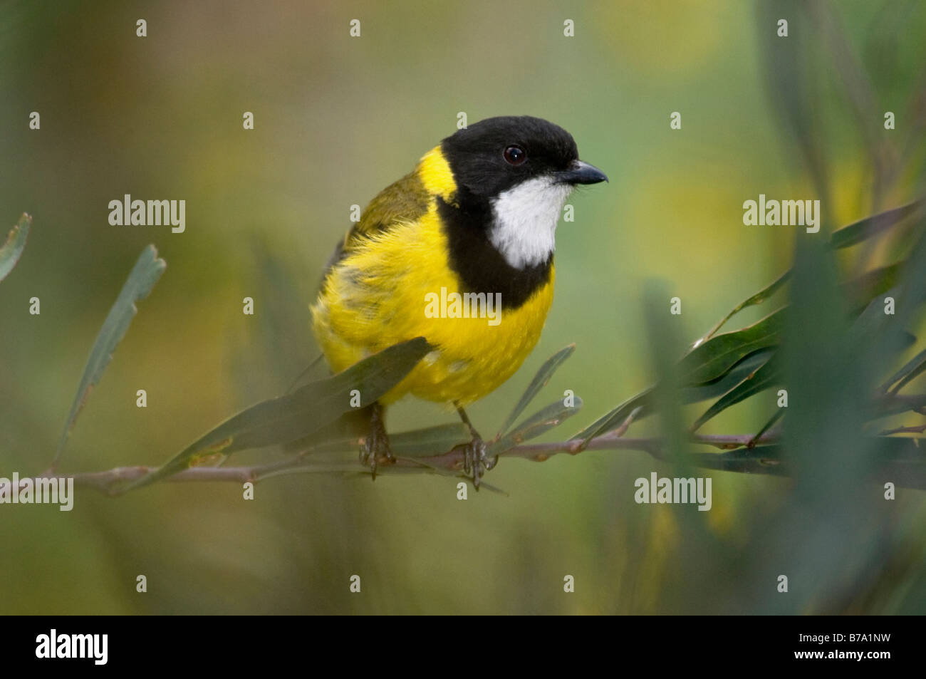 L'homme 'Golden Whistler Pachycephala pectoralis' Banque D'Images