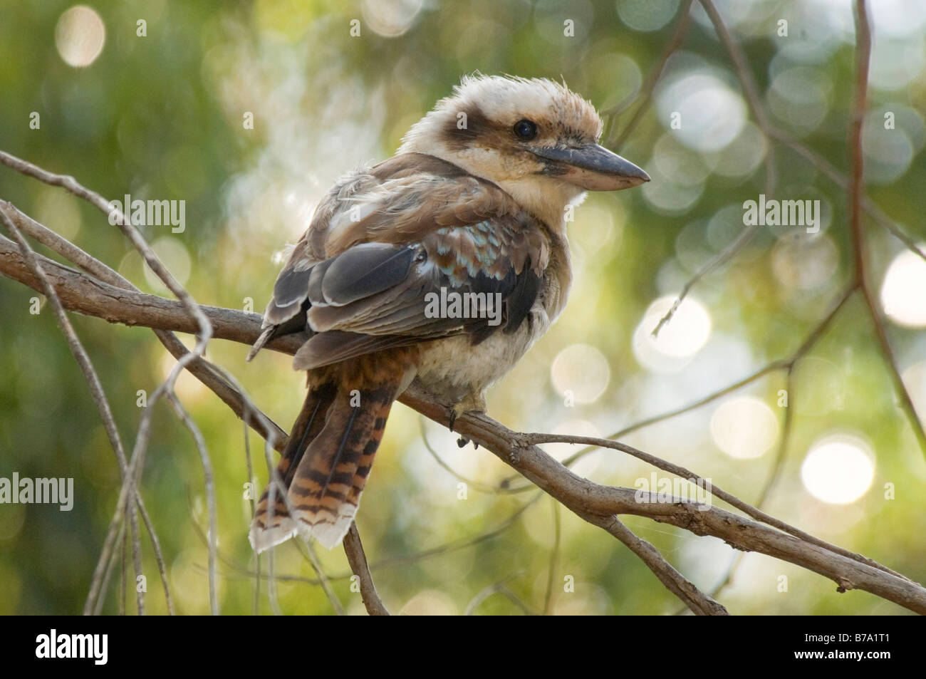 Laughing Kookaburra Dacelo novaeguineae, Australie du Sud, Banque D'Images