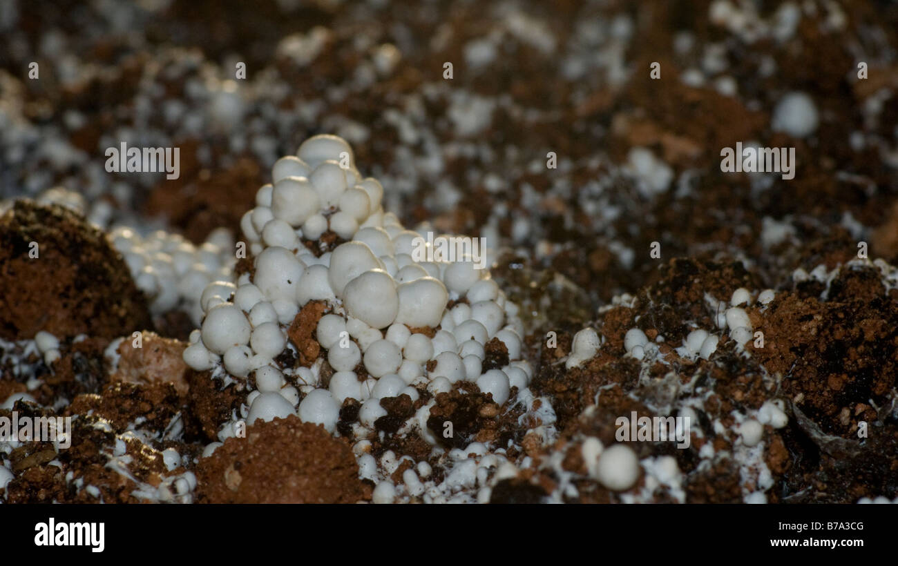 Les broches champignons pause clusters le pansement couche dans une champignonnière Banque D'Images