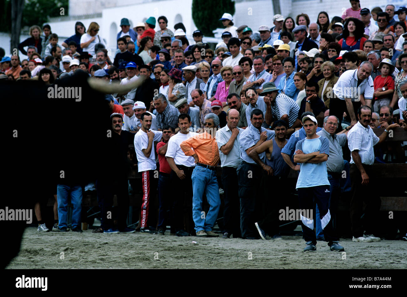 Garder les spectateurs vers le haut d'un grand œil bull comme elle pose la question de savoir si la charge de la foule pendant la Festa do Colete Encarnado, Vila Franca Banque D'Images