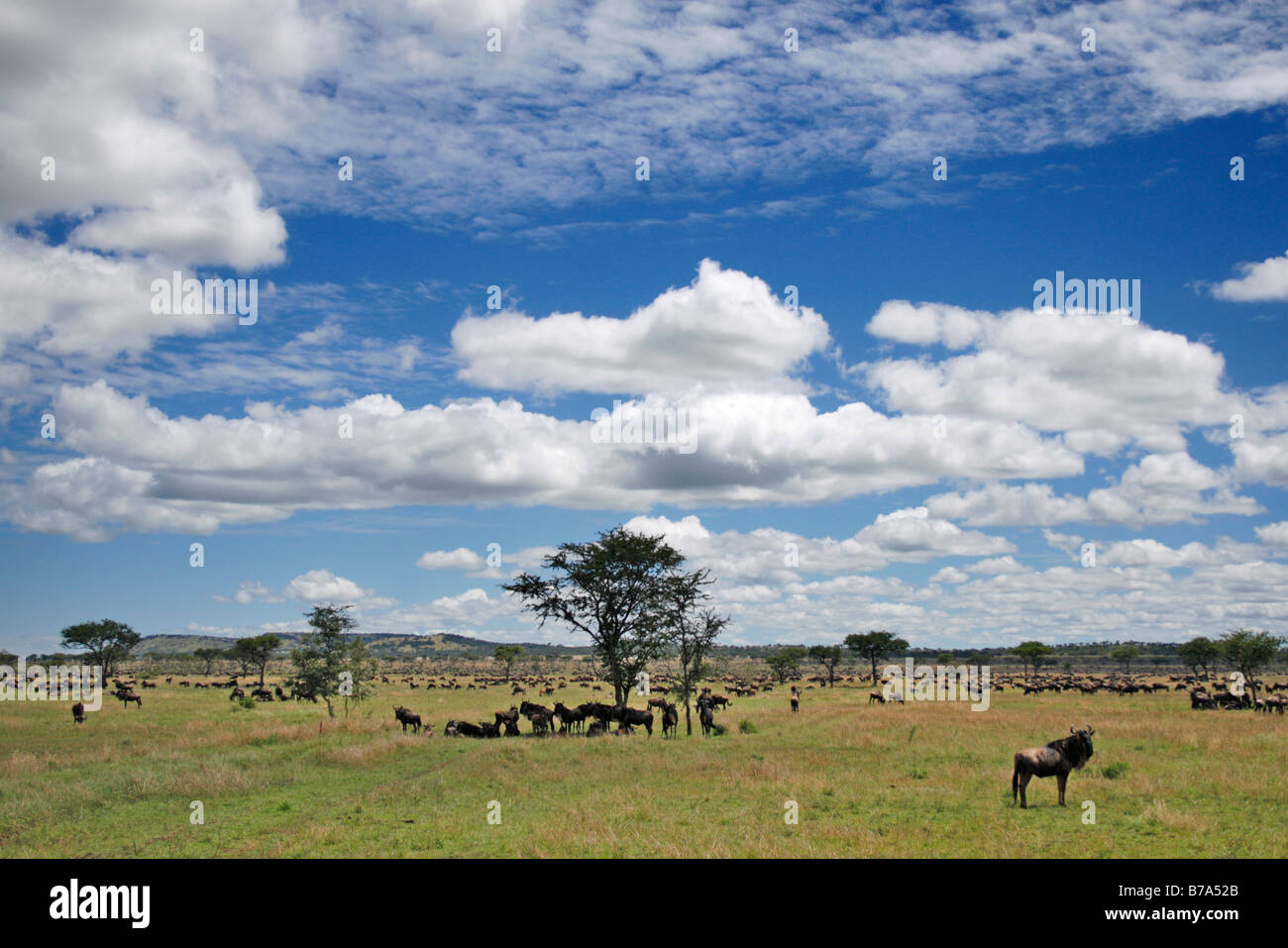 De grands troupeaux de gnous bleus dispersés sur la plaine de Serengeti le Serengeti sur Banque D'Images