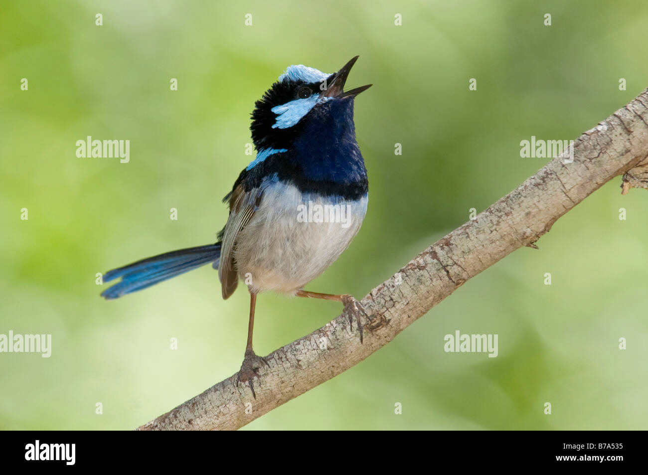Superbe blue wren, Malurus cyaneus, Australie du Sud Banque D'Images