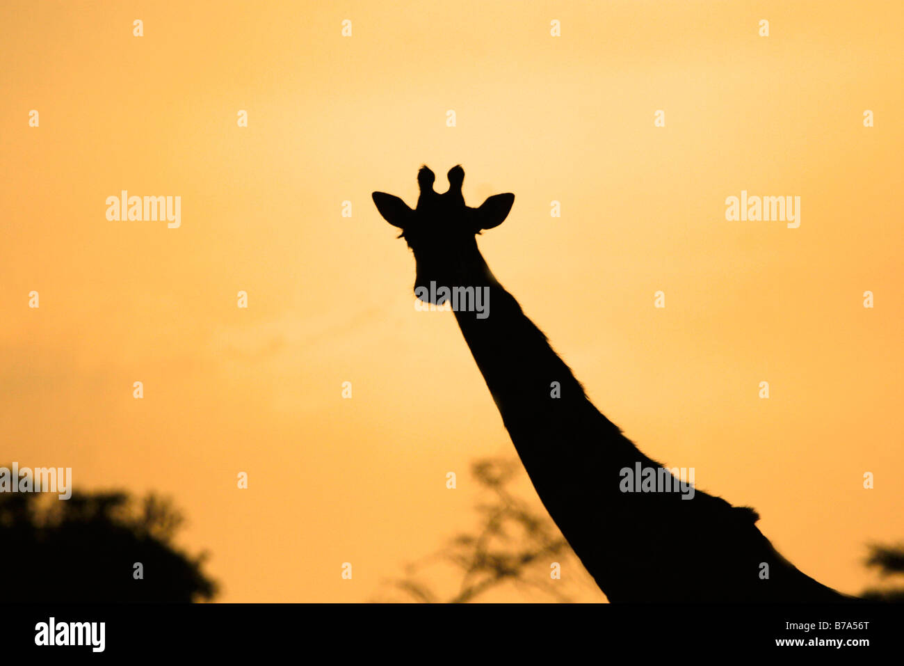 Silhouette girafe au coucher du soleil Banque D'Images