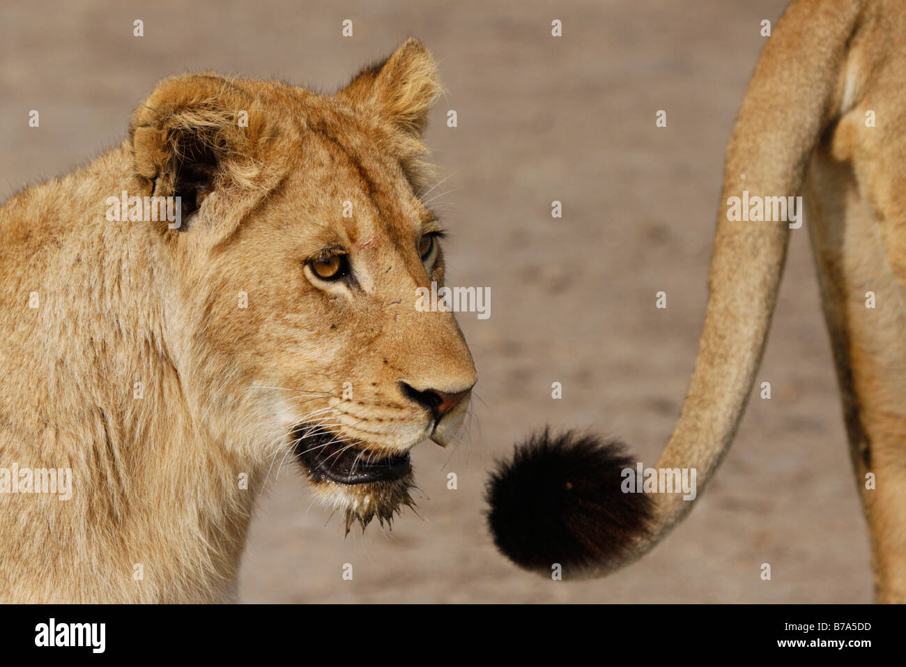 Close up of a Lion cub et la pointe d'une queue lions Banque D'Images