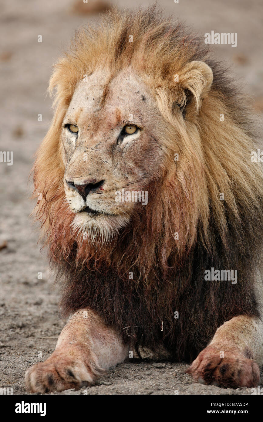 Portrait d'un homme lion à crinière noire à l'avant Banque D'Images