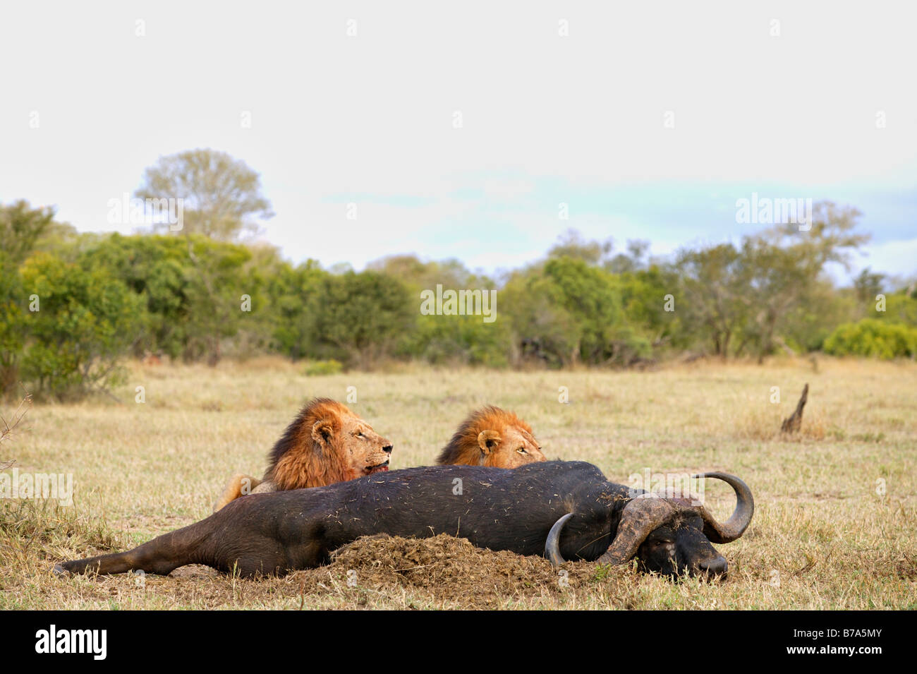 Deux lions mâles se nourrissent d'une carcasse de bison Banque D'Images