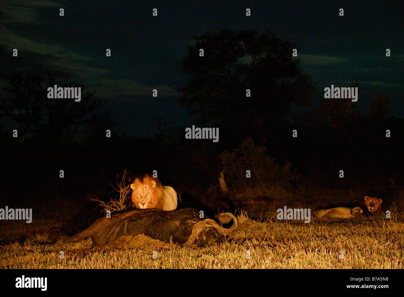 Un homme debout sur une carcasse de buffle tandis qu'un autre est assis à regarder la nuit Banque D'Images