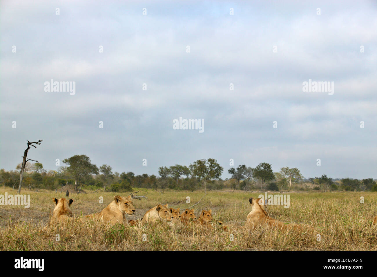 Une troupe de lions couchés sur une prairie ouverte sous un ciel couvert Banque D'Images