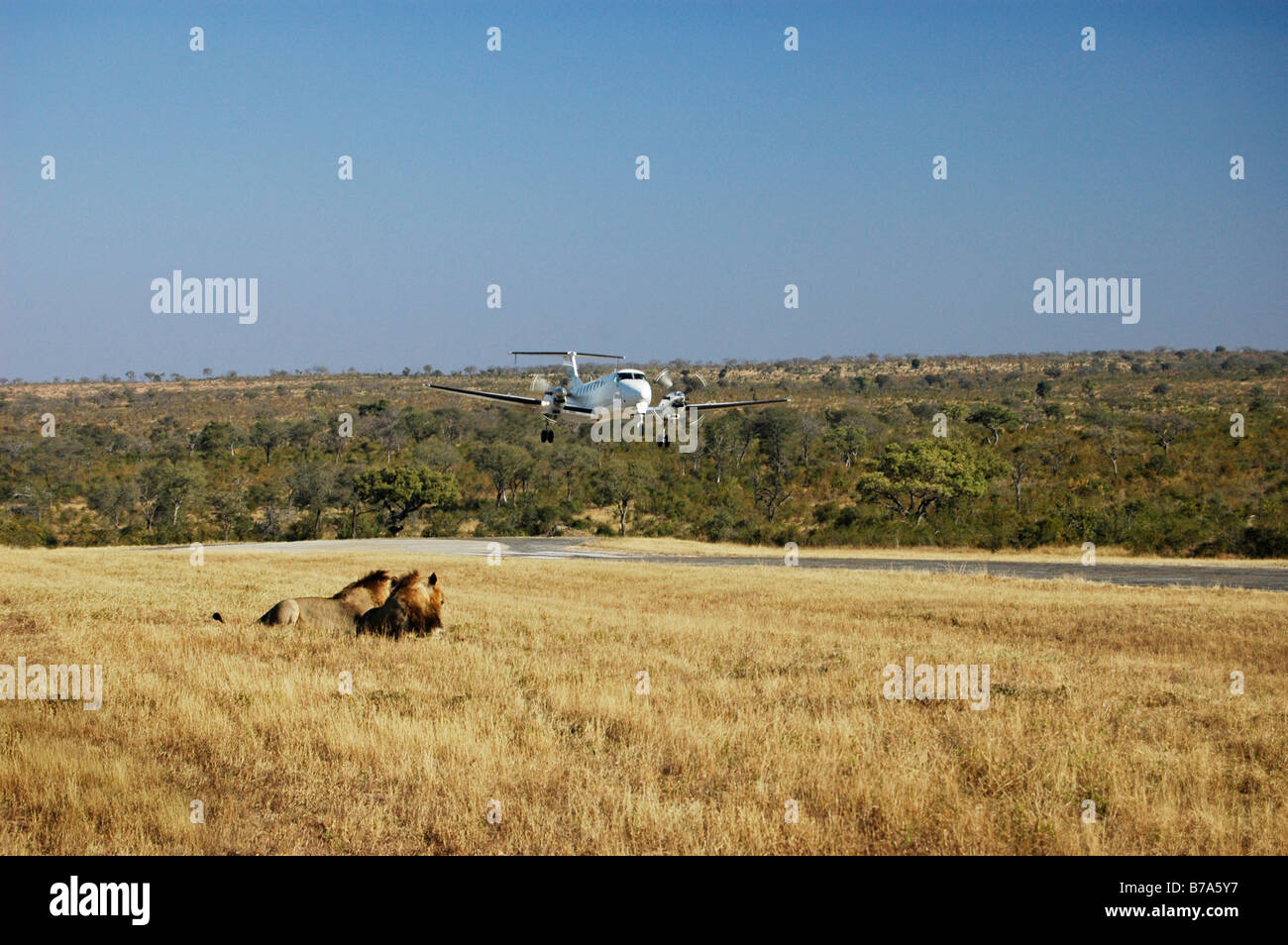 Deux lions mâles regardent un petit avion s'approche de la piste d'atterrissage à Singita Game Reserve Banque D'Images