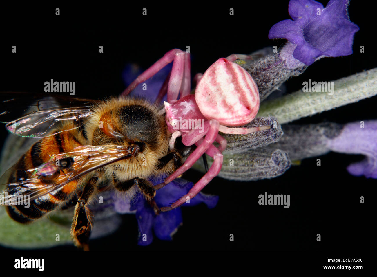 Femelle araignée crabe rose lavande en manger une abeille bush Banque D'Images