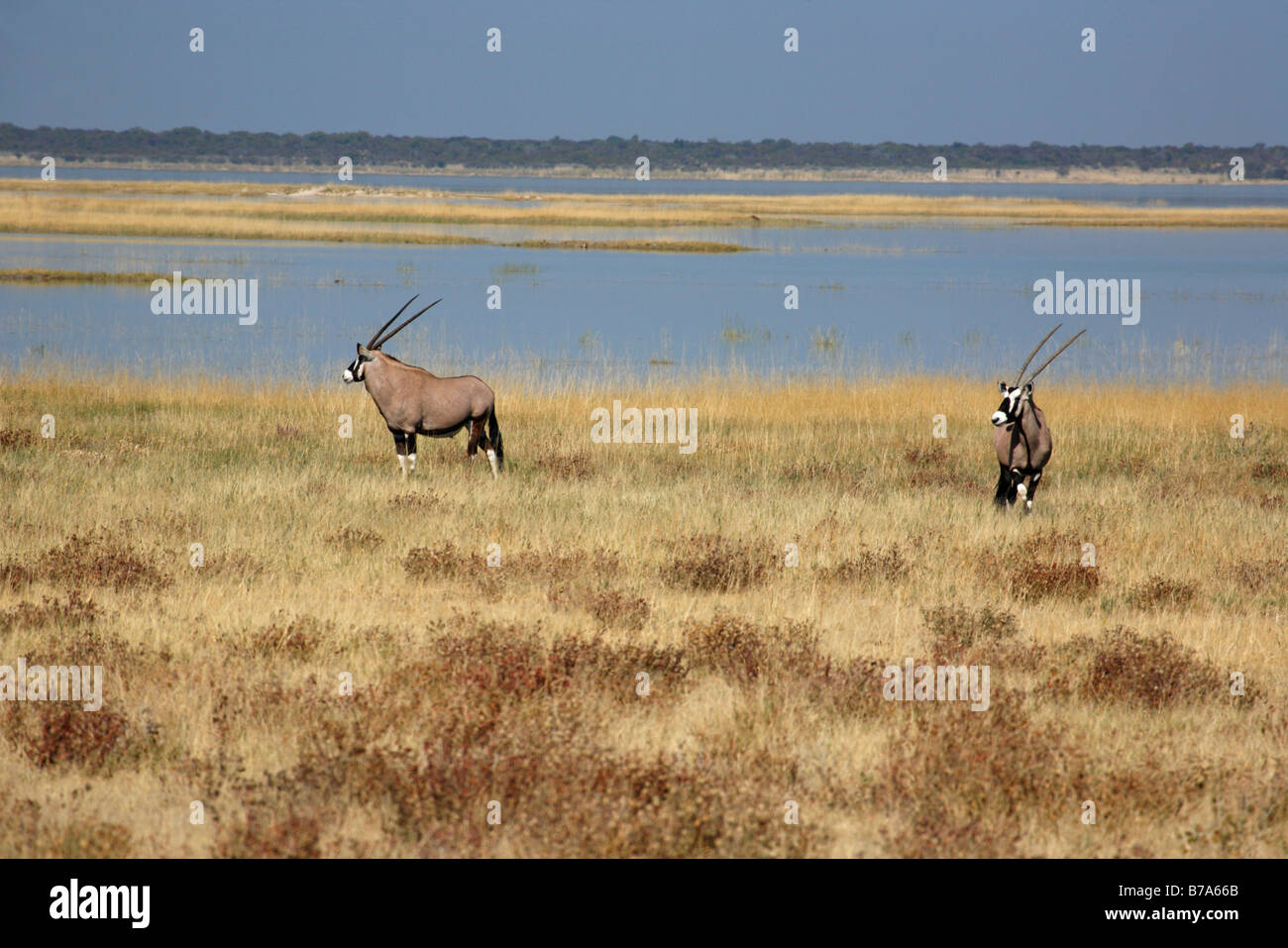 Une vue panoramique de deux (Oryx gemsbok) sur les bords de la cuvette d'Etosha rempli d'eau Banque D'Images