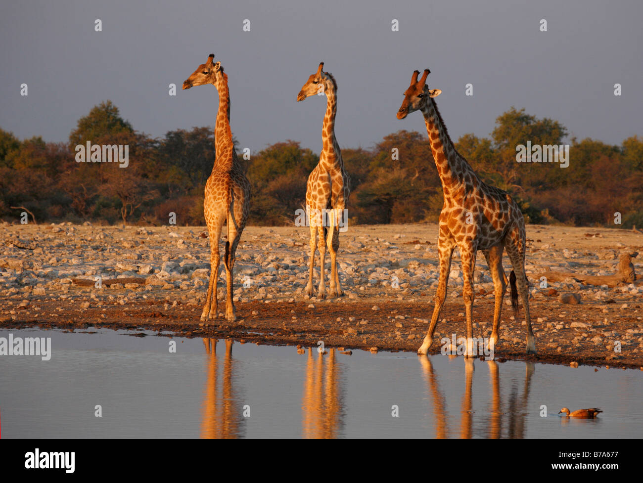 Girafe troupeau à un étang dans un éclairage chaleureux Banque D'Images