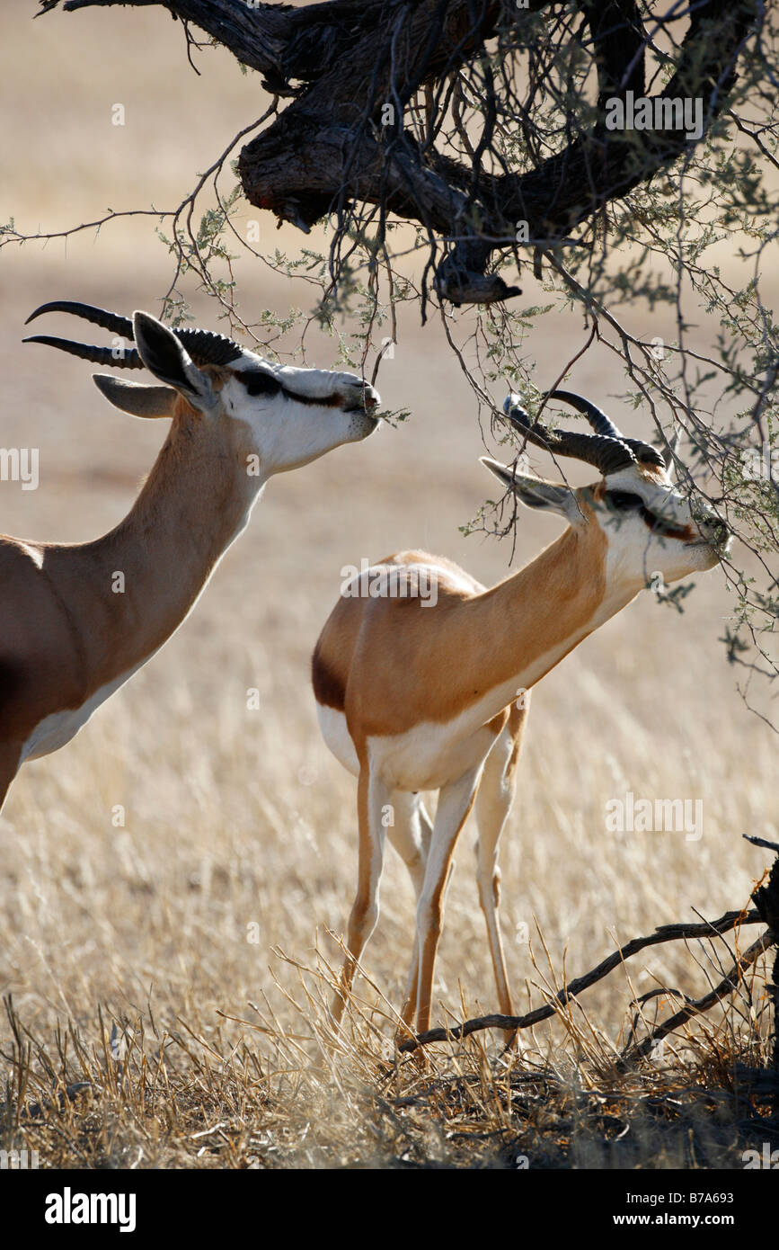 Springbok de vaalbos navigation à partir d'un Banque D'Images