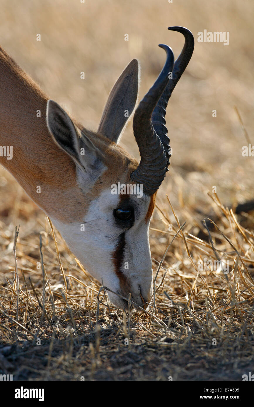Portrait d'un pâturage springbok Banque D'Images