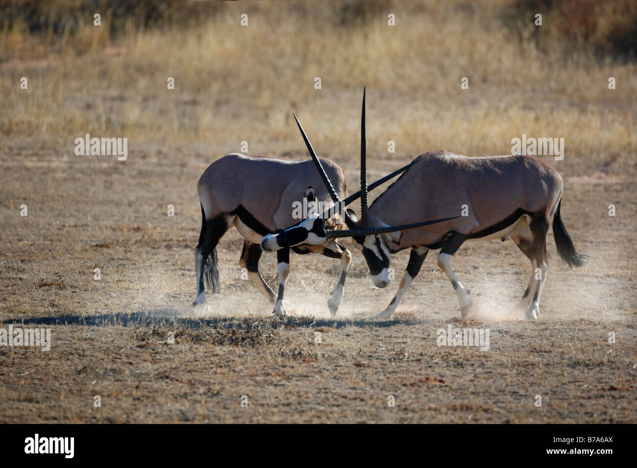 Deux gemsbok (Oryx gazella) combats de taureaux et des coups de pied jusqu'à la poussière Banque D'Images