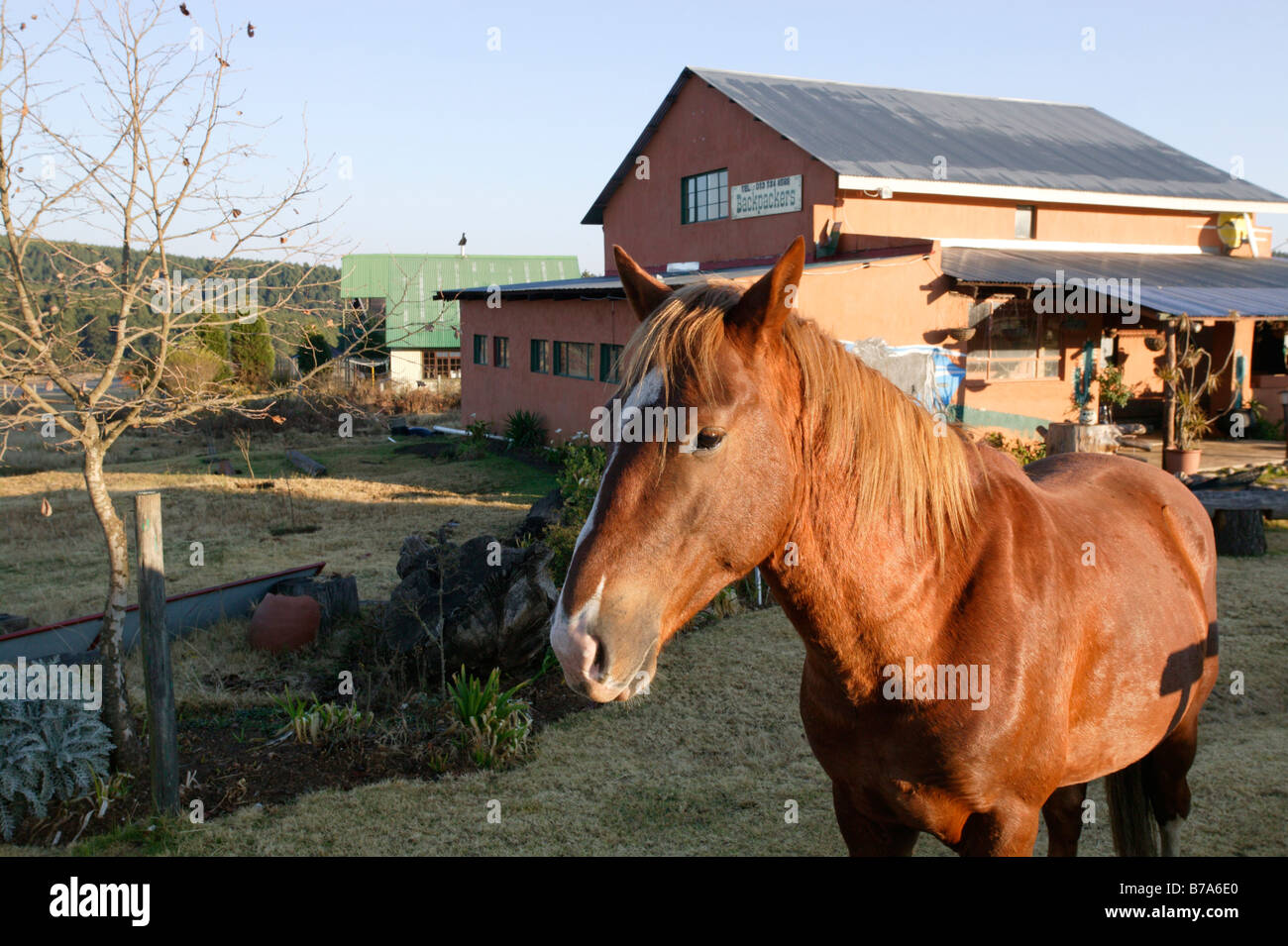Familiariser un cheval sauvage appelée 'MILO', à l'extérieur de Kaapsehoop backpackers hébergement, Mpumalanga Banque D'Images