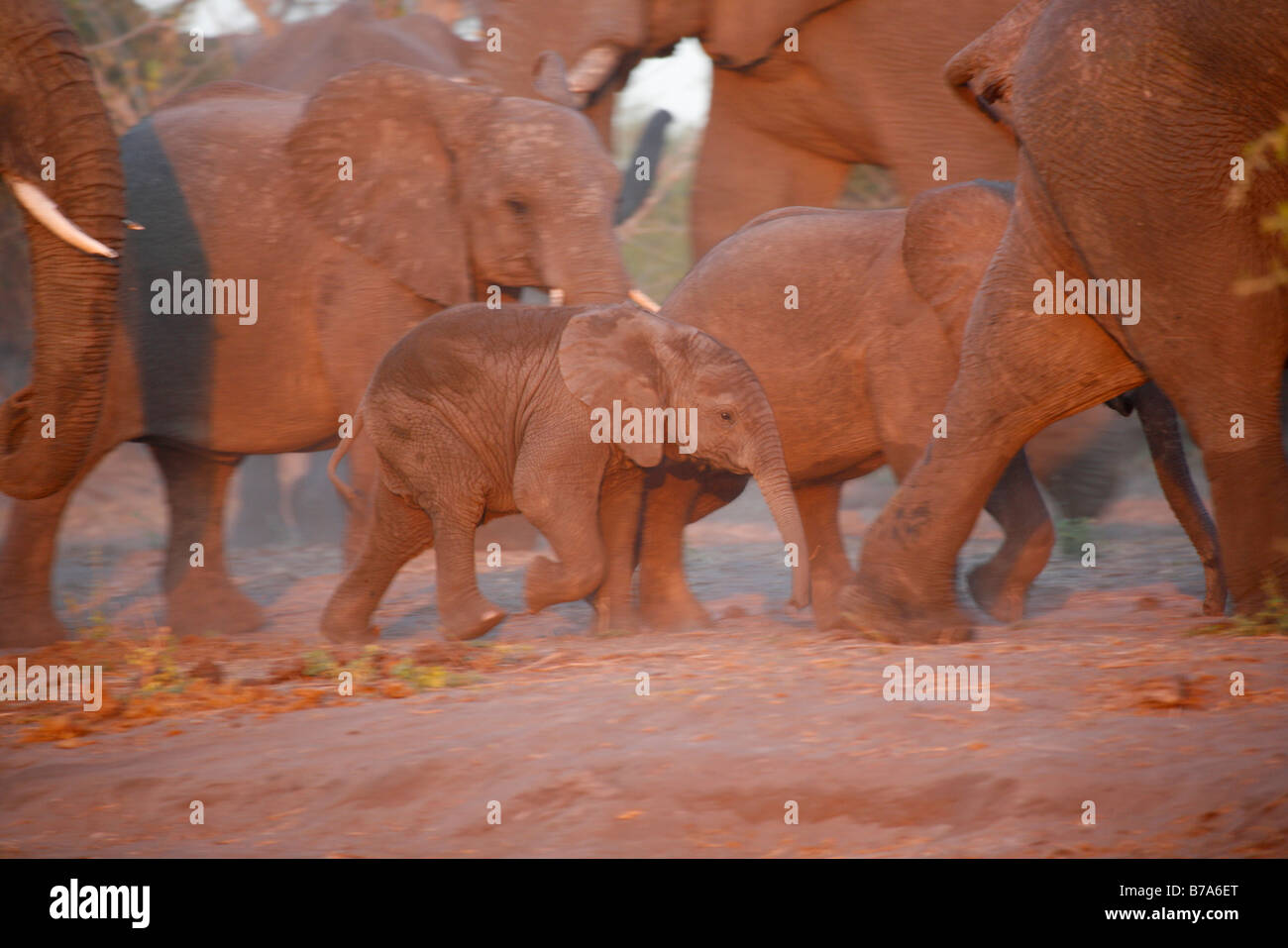 Un éléphant marche pied de veau avec le troupeau dans la lumière chaude Banque D'Images