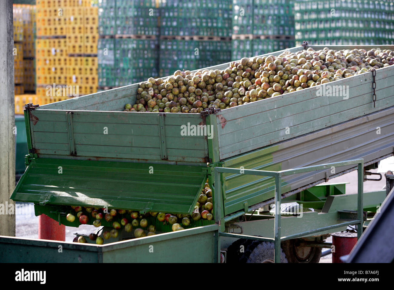 La prestation de l'agriculteur des pommes avec son tracteur remorque à la Emil Jacoby jus de fruits maison presse dans Auggen, Bade-Wurtemberg, Allemagne Banque D'Images