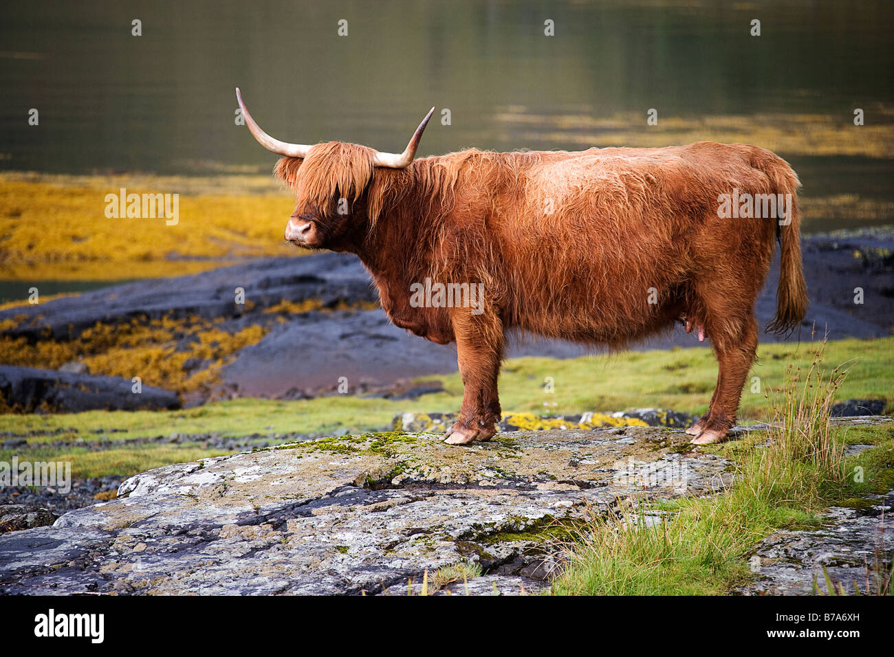 Highland cattle. Banque D'Images