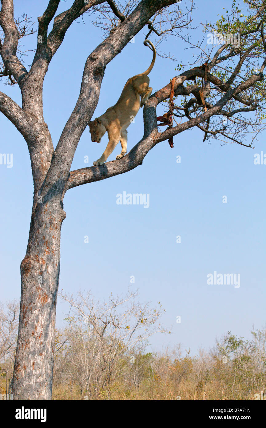 Une lionne contre un arbre Marula où il voulait récupérer les restes d'un léopard tuer Banque D'Images