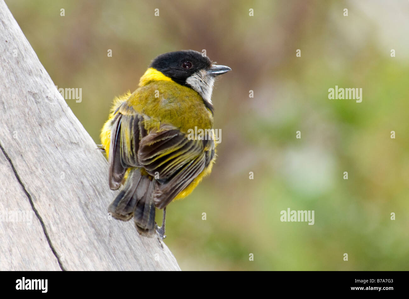 Mâle Golden Whistler 'Pachycephala pectoralis' Banque D'Images