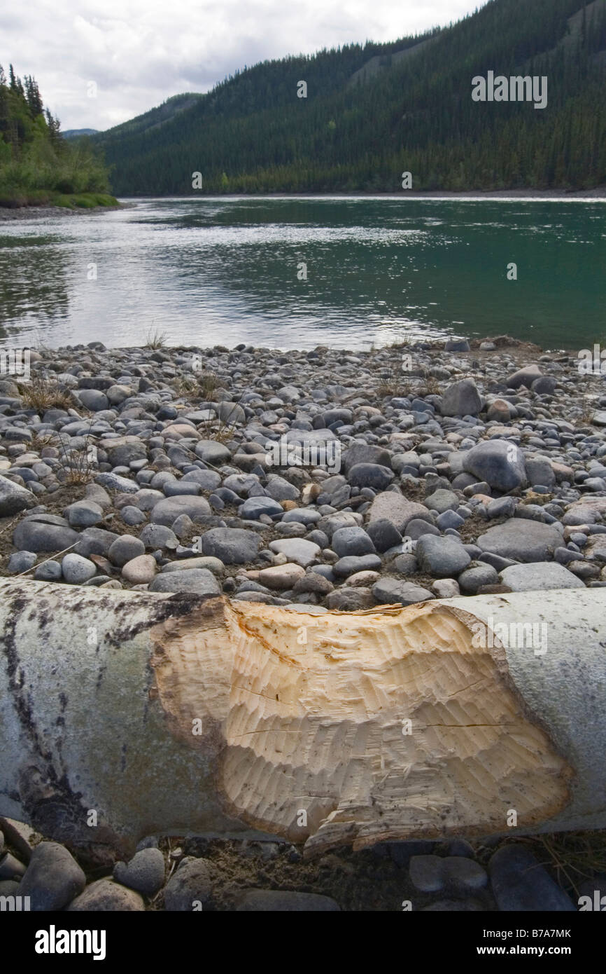 Castoridae Castor () des marques de morsures sur une souche d'arbre peuplier faux-tremble (Populus tremuloides), rive du cours supérieur du fleuve Yukon, trente Mile River, Yuk Banque D'Images