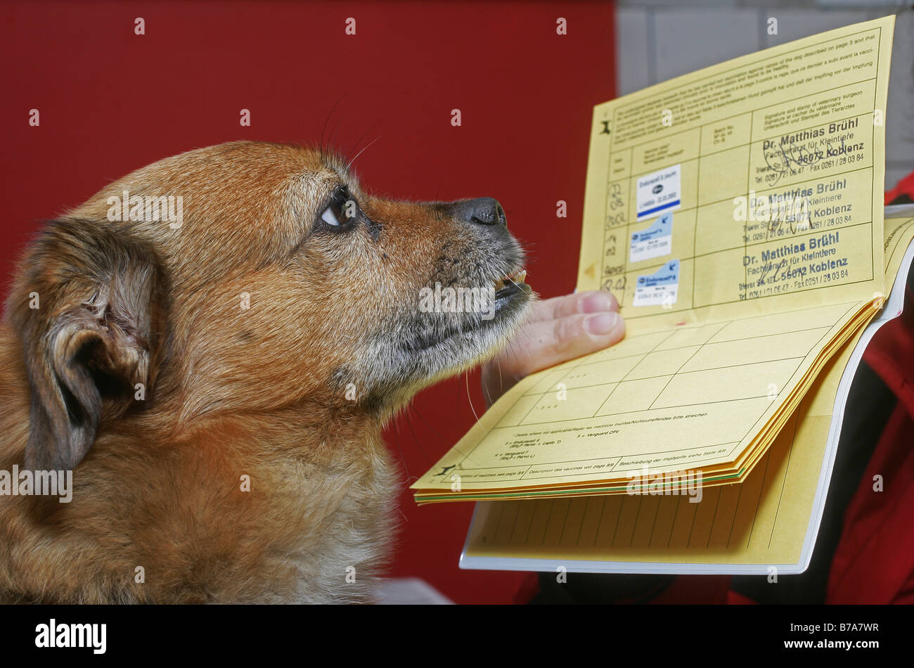Chien avec certificat de vaccination, Koblenz, Rhénanie-Palatinat, Allemagne, Europe Banque D'Images