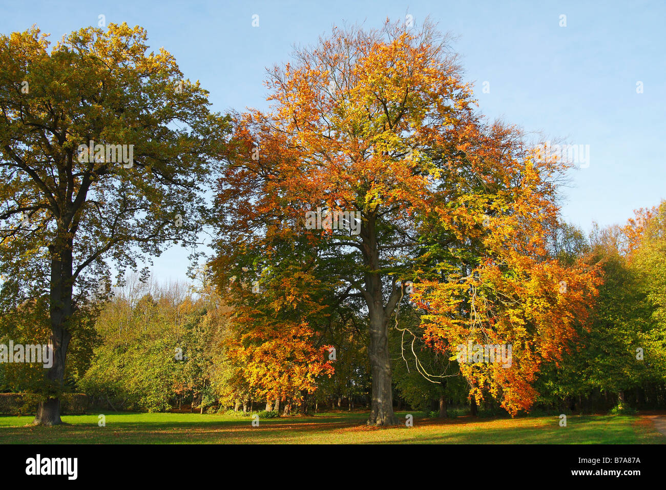 Le hêtre commun, Hêtre européen (Fagus sylvatica) et le chêne pédonculé (Quercus robus) dans un parc, les feuilles en couleurs d'automne Banque D'Images